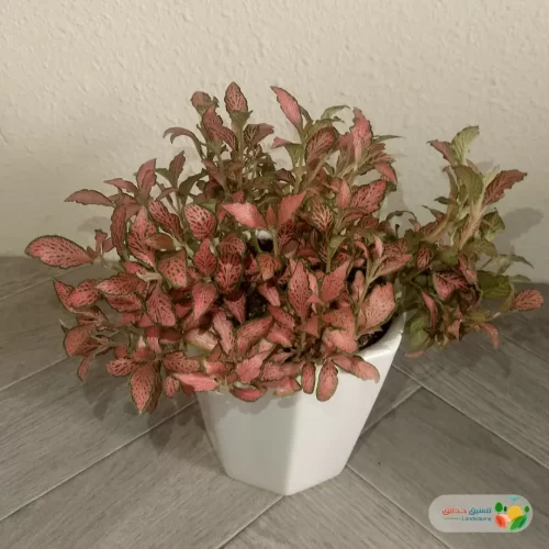 نبتة فيتونيا أحمر في أصيص سيراميك 1
