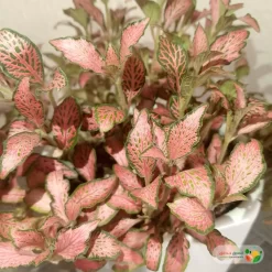 نبتة فيتونيا أحمر في أصيص سيراميك 2