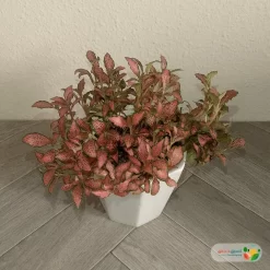 نبتة فيتونيا أحمر في أصيص سيراميك 3