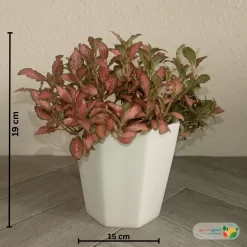 نبتة فيتونيا أحمر في أصيص سيراميك 4