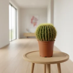 صبار عمة القاضي – مركن 24 سم ٢