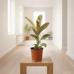 فيكس روبستا مركن 15 سم⁩ ٢