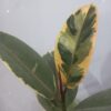 اوراق روبستا مركن 15 سم⁩