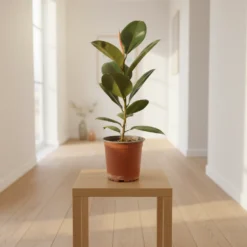 فيكس مطاط – مركن 15 سم ٢