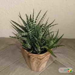 نبتة صبار هوارثيا أتينواتا في مركن سيراميك 1