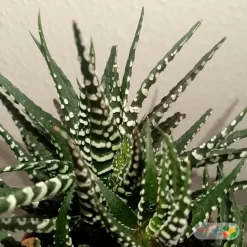 نبتة صبار هوارثيا أتينواتا في مركن سيراميك 2