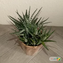 نبتة صبار هوارثيا أتينواتا في مركن سيراميك 3