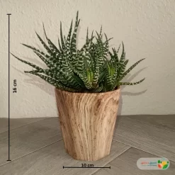 نبتة صبار هوارثيا أتينواتا في مركن سيراميك 4