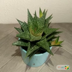 نبتة صبار هوارثيا فاشياتا في مركن سيراميك 1