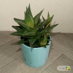 نبتة صبار هوارثيا فاشياتا في مركن سيراميك 3