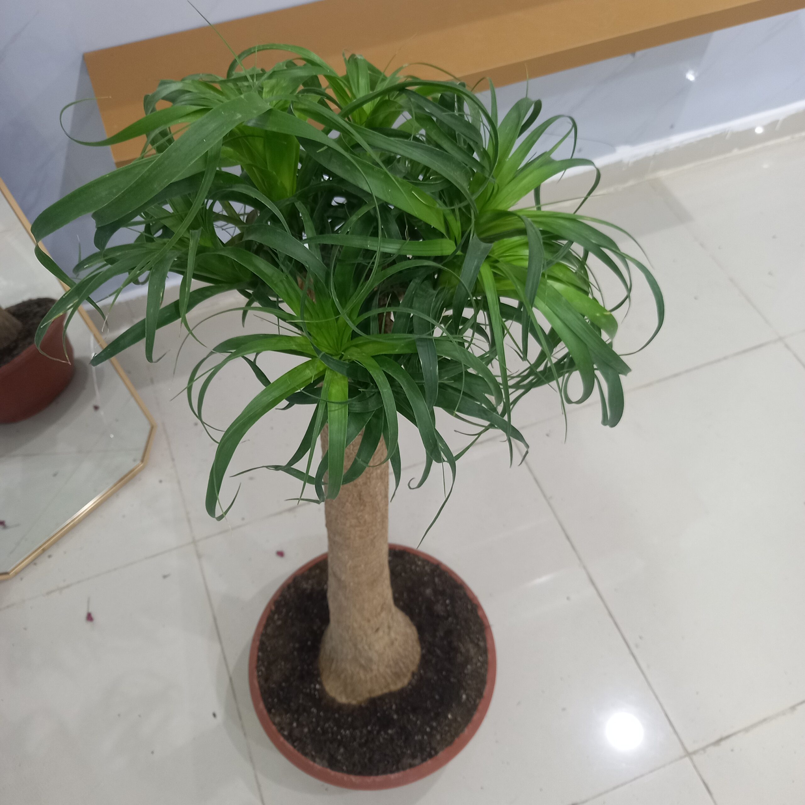 نبتة نولينا رجل الفيل الداخلي
