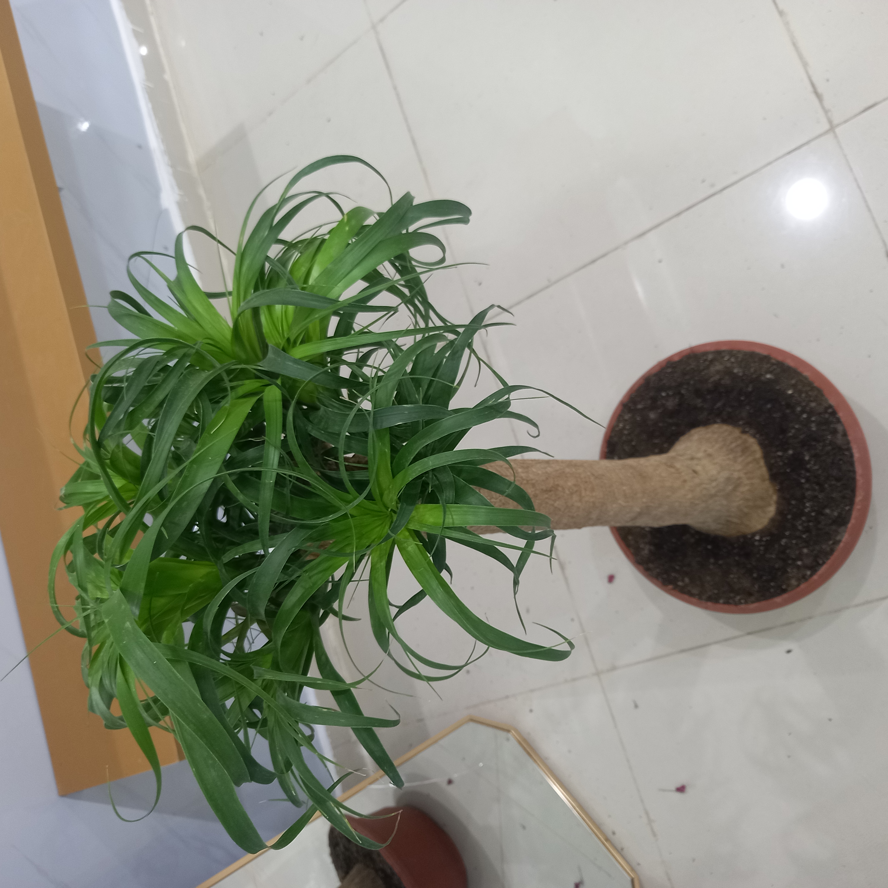 نبتة نولينا رجل الفيل الداخلي