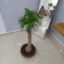 شجرة نوليناداخلي