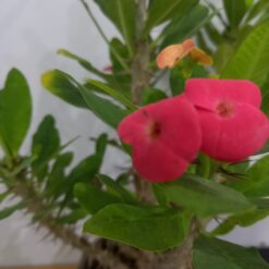 زهرة نبته إيفوربيا