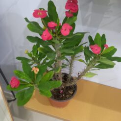 وردة صبار الإيفوربيا