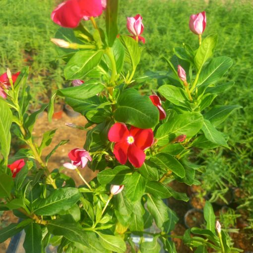 نبتة بفتة بلدي أحمر – مركن 16