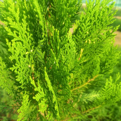 أوراق شجرة الثويا