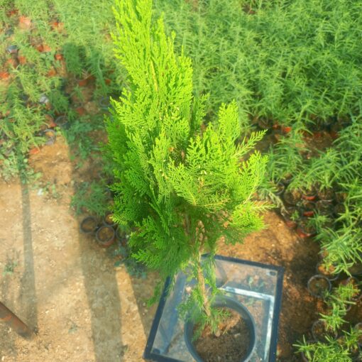 شجرة الثويا