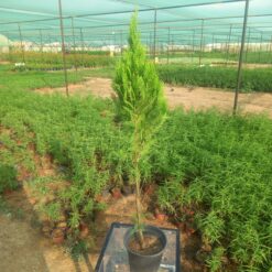 ثويا - مركن 20