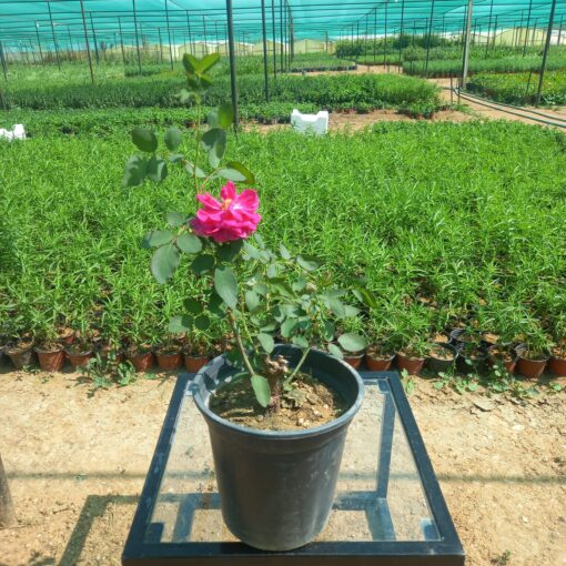 جوري سلطانى أحمر مركن 20