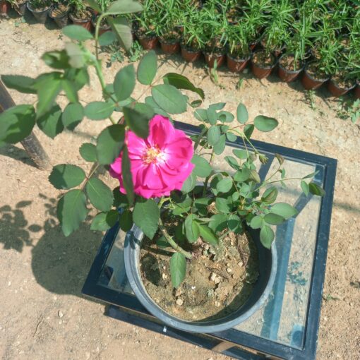 جوري سلطانى أحمر مركن 20 ٣