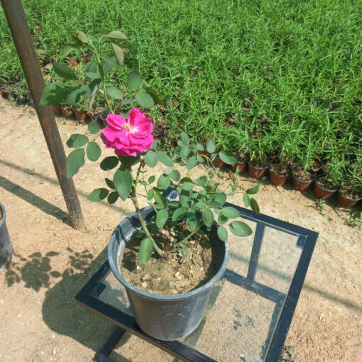 جوري سلطانى أحمر مركن 20 ٤