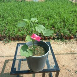 خطمية (الخبيزة) أحمر مركن 20