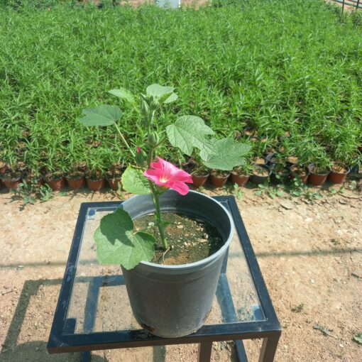 خطمية (الخبيزة) أحمر مركن 20