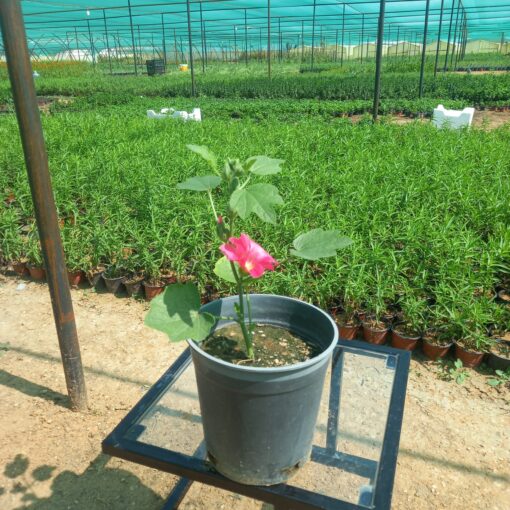 خطمية (الخبيزة) أحمر مركن 20 ٤
