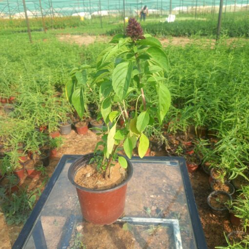 نبتة ريحان كاردينال
