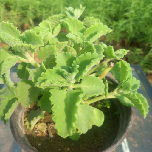 نبتة زعتر