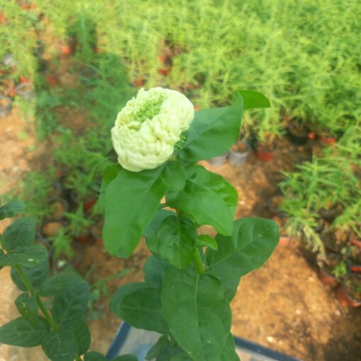 زهرة فل الطائف