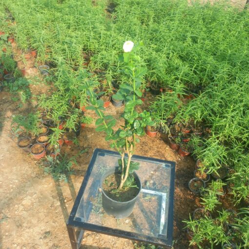 شجرة فل الطائف