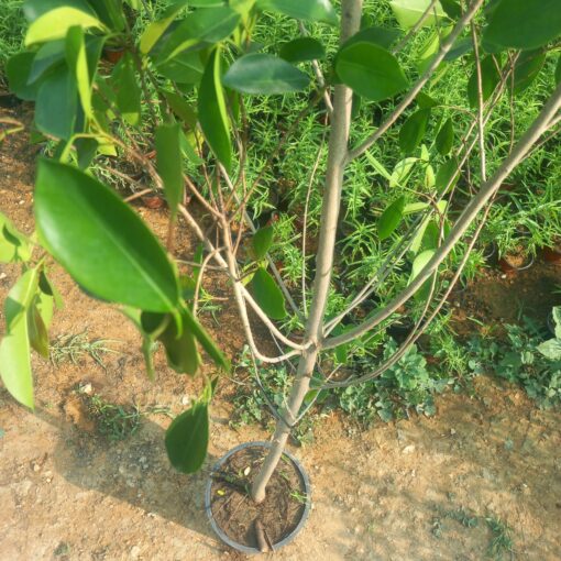 شجرة الفيكس البلدي