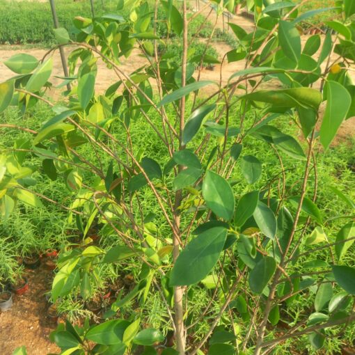 اوراق شجرة فيكس بلدي