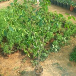 الفيكس البلدي