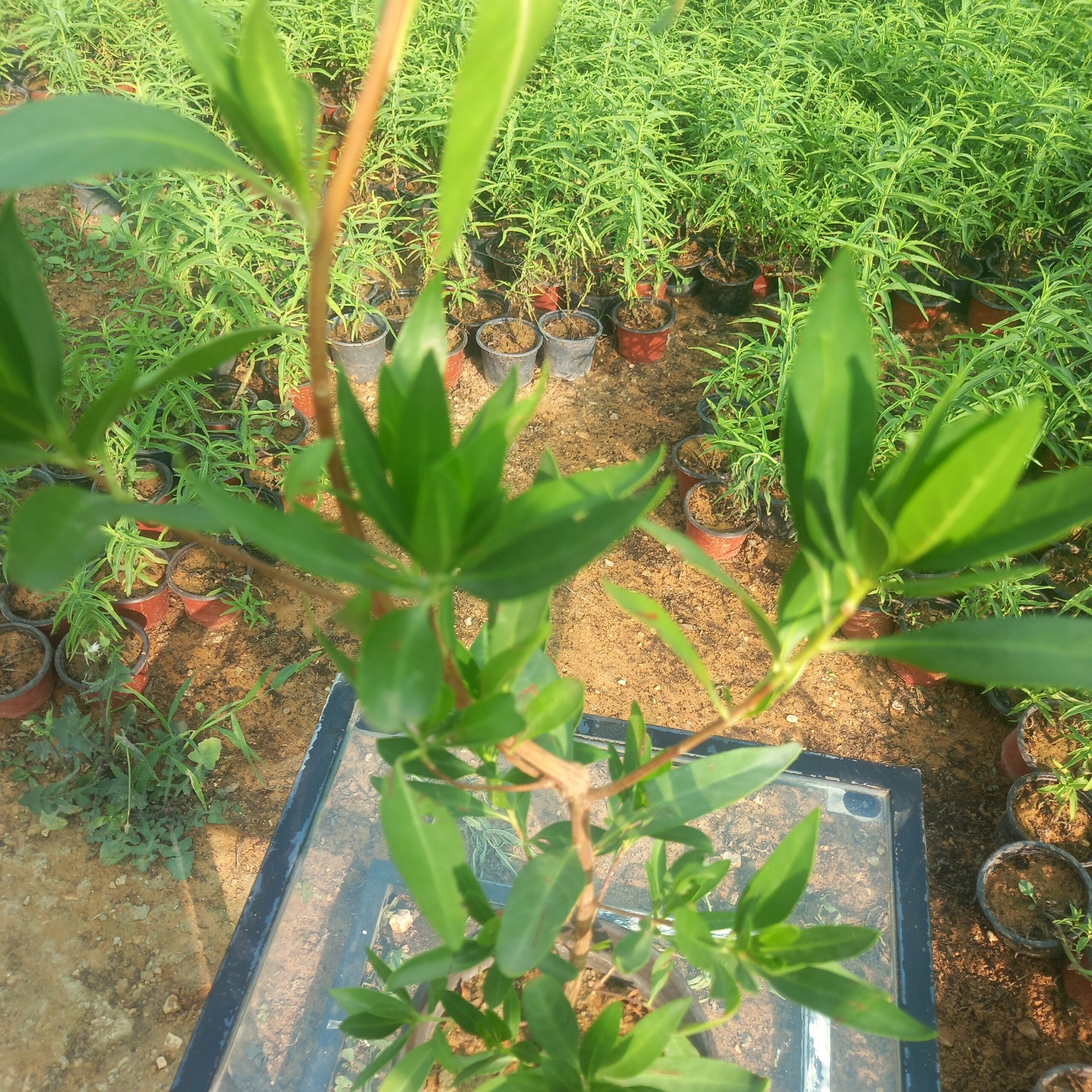 نبتة كرفس