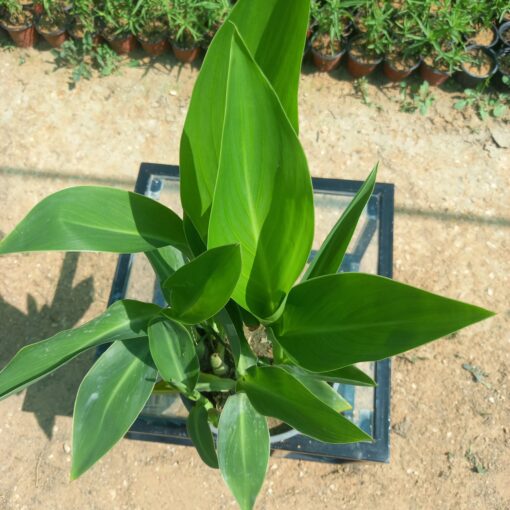 نبات كنا أخضر مركن 15 سم ٢