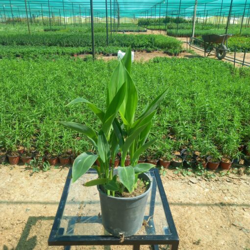 كنا أخضر مركن 15 ٤