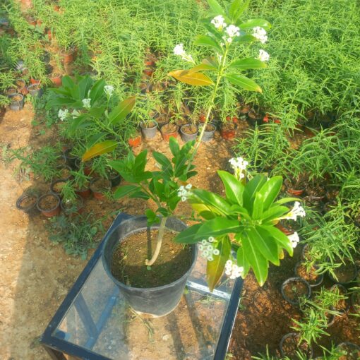 شجرة ملكة النهار