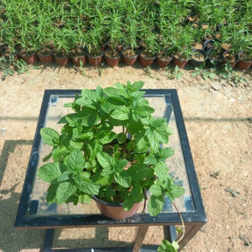 نبات نعناع بلدي مركن 15 سم ٢