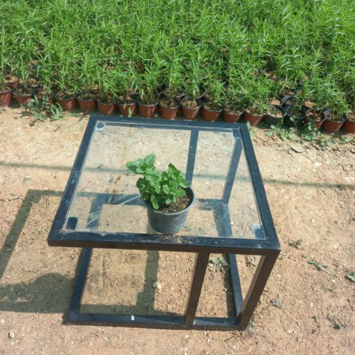 نعناع بلدي – مركن 9 4
