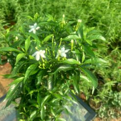 زهور نبتة ياسمين تركي - مركن 16 سم