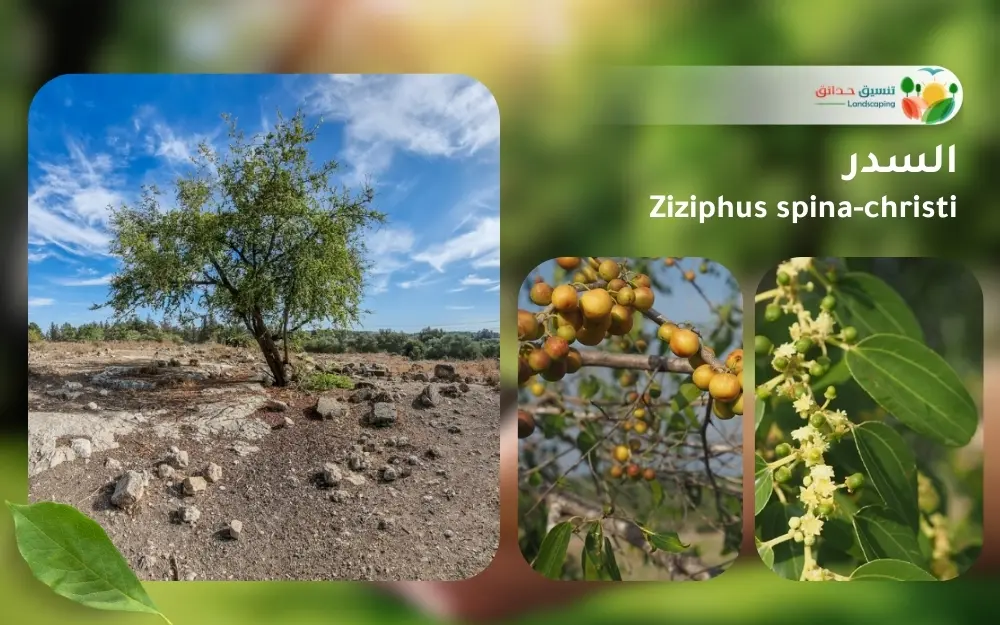 شجر السدر 1