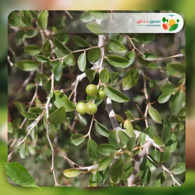 شجر السدر 3