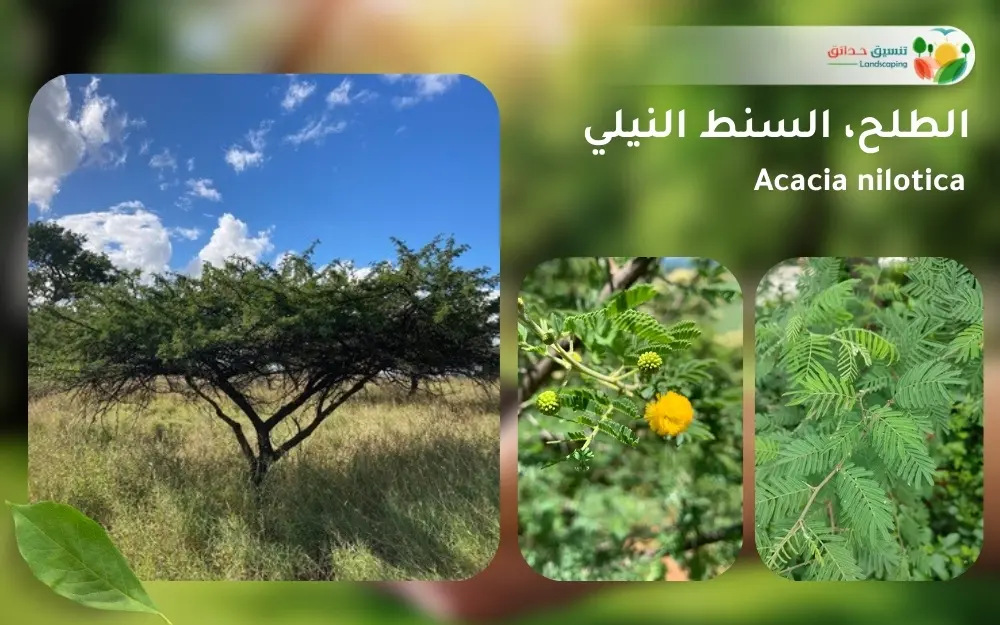 شجر الطلح السنط النيلي 1