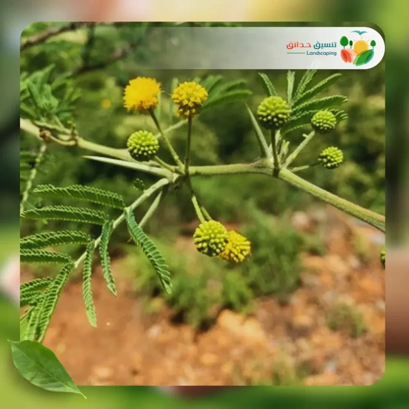 شجر الطلح السنط النيلي 2