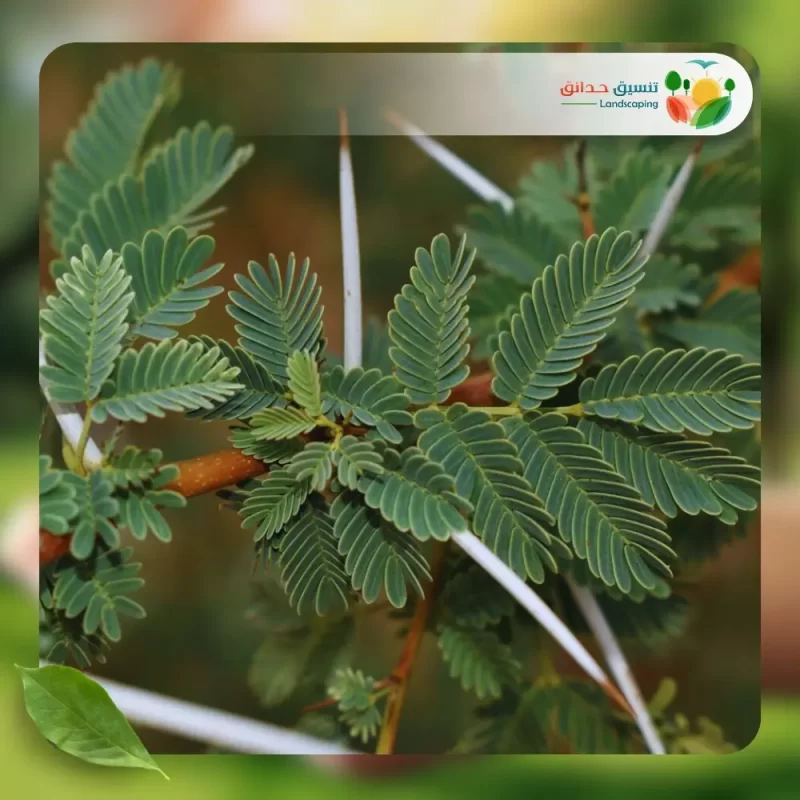 شجر الطلح السنط النيلي 3