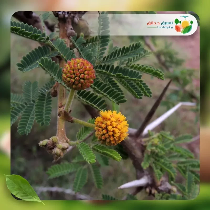 شجر الطلح السيال 2