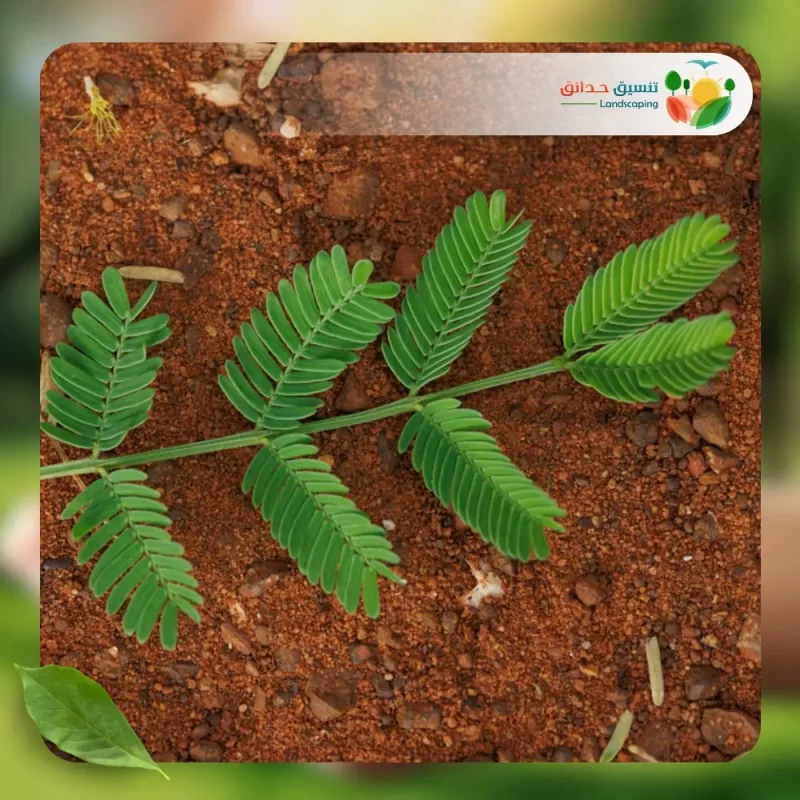 شجر الطلح السيال 3